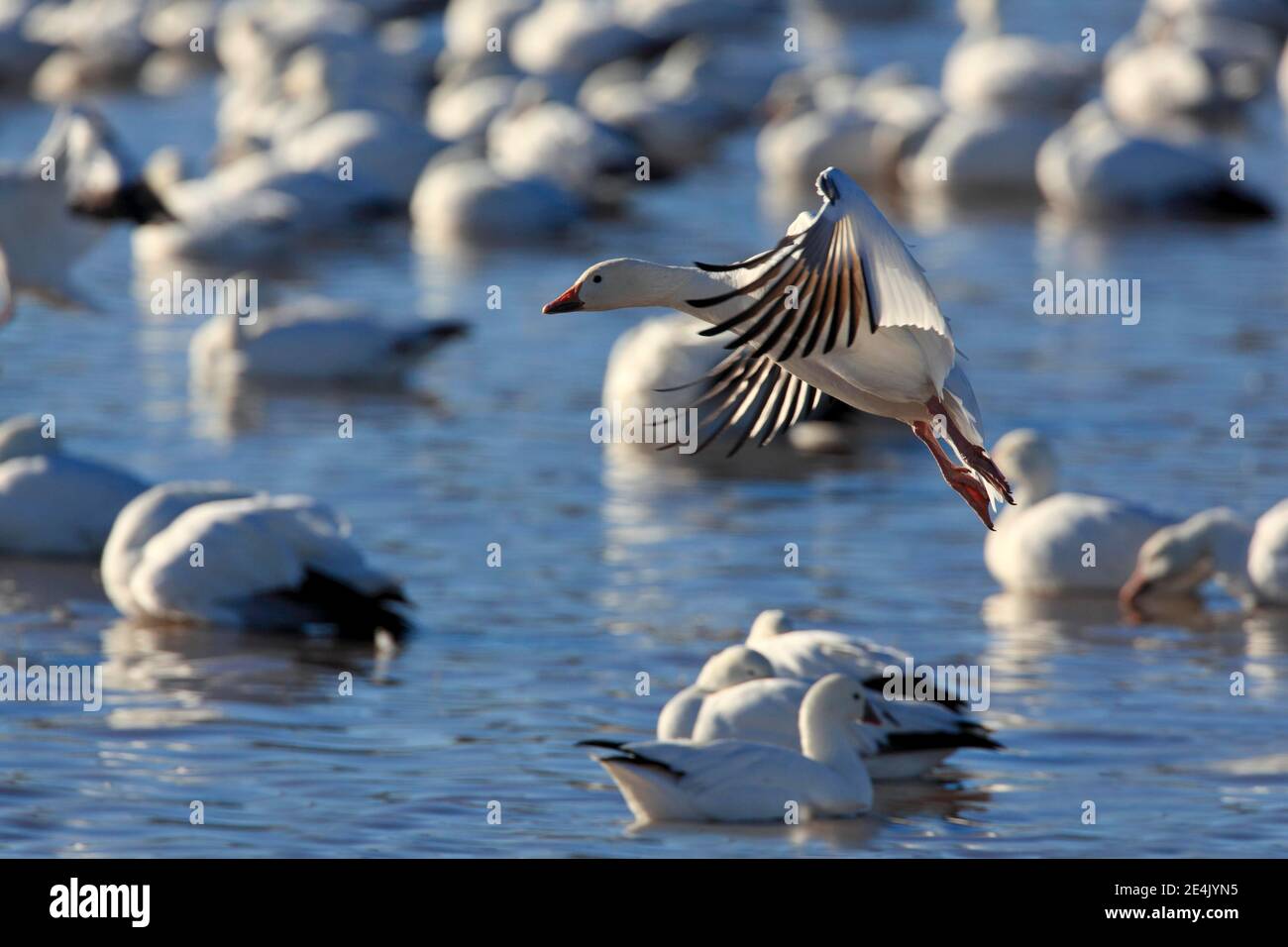 Schneegans (Anser caerulescens), USA Stockfoto