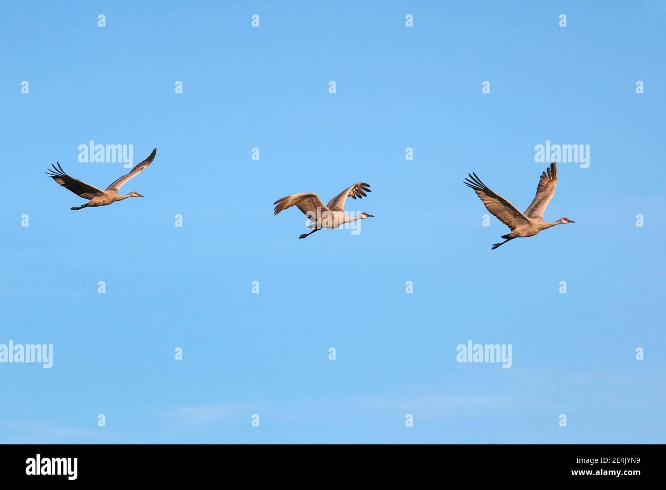 Sandhill Kran (Grus canadensis), Sandhill Kran, im Flug, Überwinterungsgebiet, Bosque del Apache National Wildlife Refuge, New Mexico, USA Stockfoto