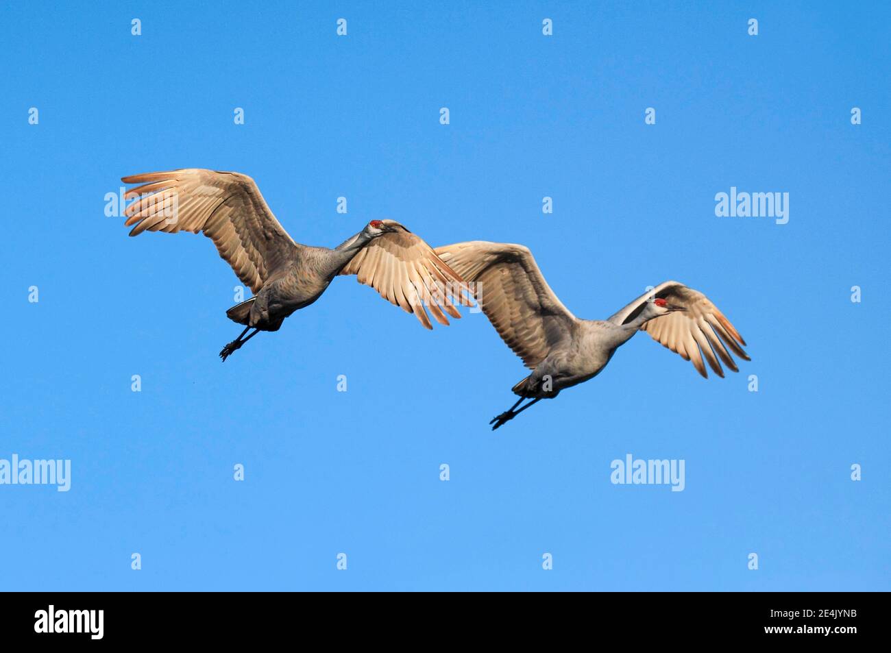 Sandhill Kran (Grus canadensis), Sandhill Kran, im Flug, Überwinterungsgebiet, Bosque del Apache National Wildlife Refuge, New Mexico, USA Stockfoto