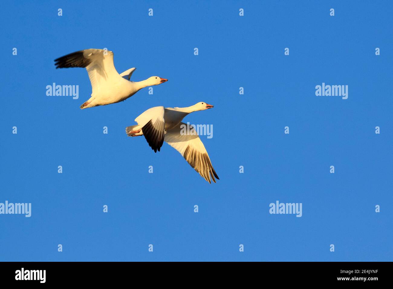 Schneegans (Anser caerulescens), USA Stockfoto