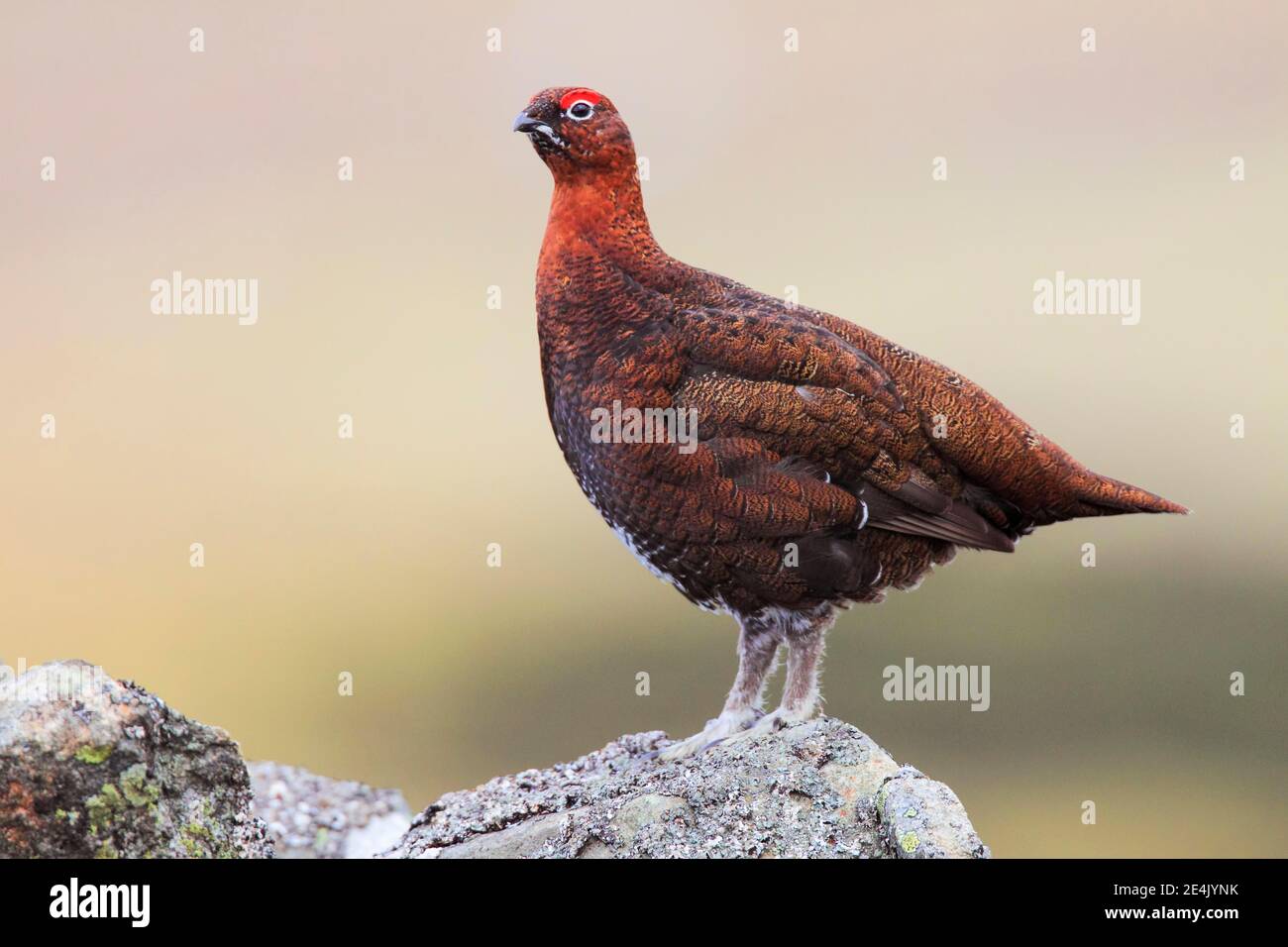 Willow Grouse, Scottish Willow Grouse (Lagopus lagopus scoticus), Red Grouse, Cairngorms NP, Schottland, Großbritannien Stockfoto