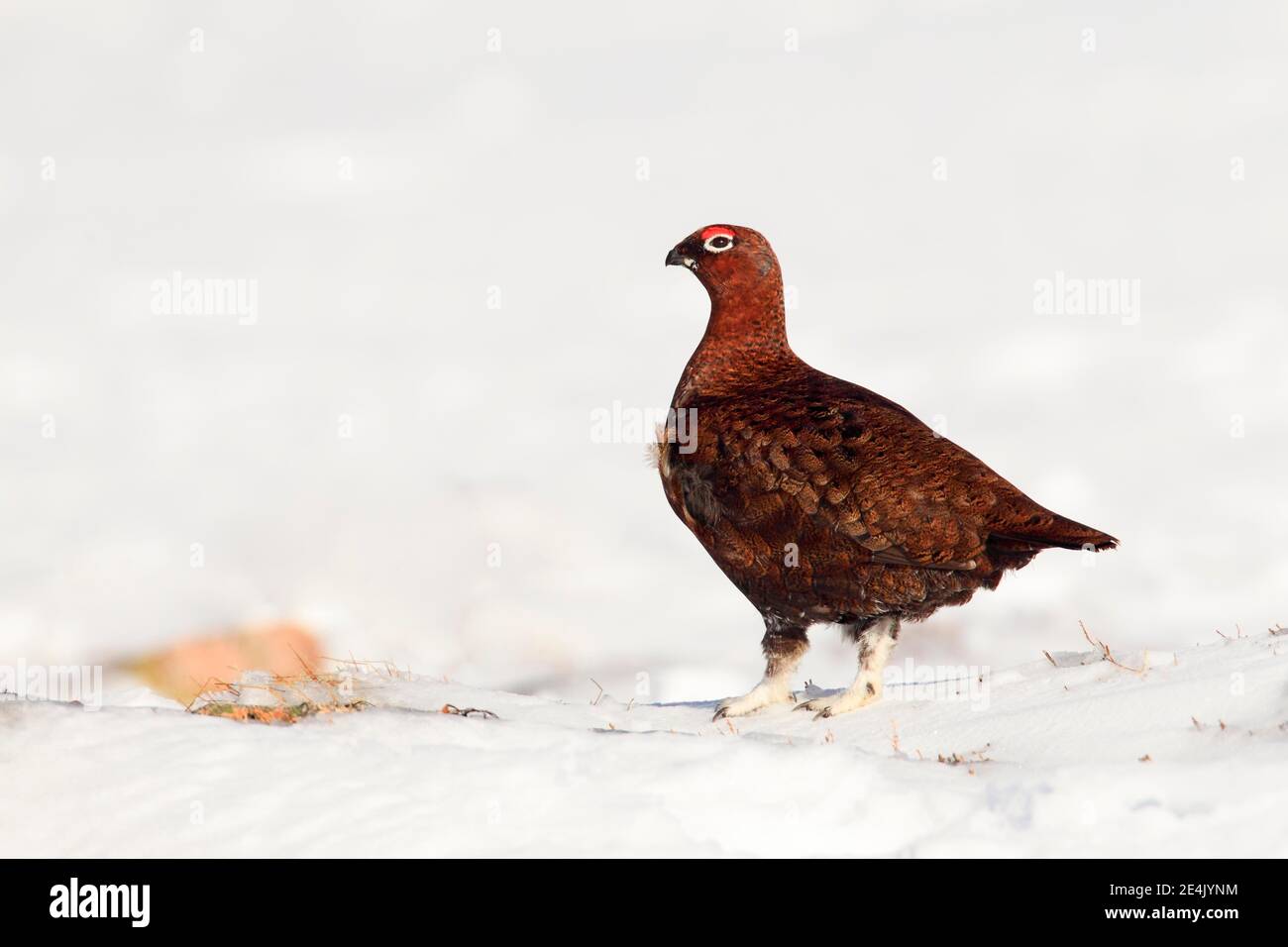 Willow Grouse, Scottish Willow Grouse (Lagopus lagopus scoticus), Red Grouse, Cairngorms NP, Schottland, Großbritannien Stockfoto