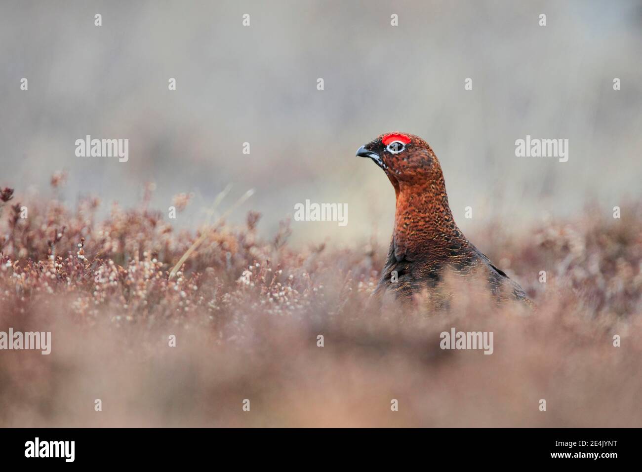 Willow Grouse, Scottish Willow Grouse (Lagopus lagopus scoticus), Red Grouse, Cairngorms NP, Schottland, Großbritannien Stockfoto