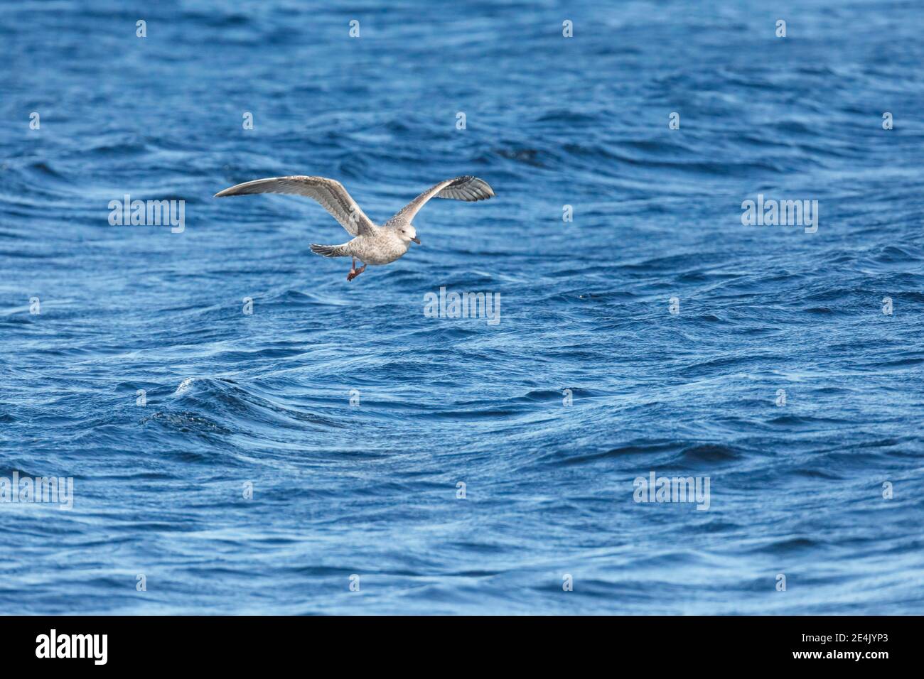 Gelbbeiner Möwe (Larus michahellis), in ihrem ersten Wintergefieder Stockfoto