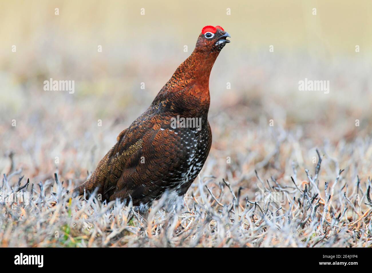 Willow Grouse, Scottish Willow Grouse (Lagopus lagopus scoticus), Red Grouse, Cairngorms NP, Schottland, Großbritannien Stockfoto