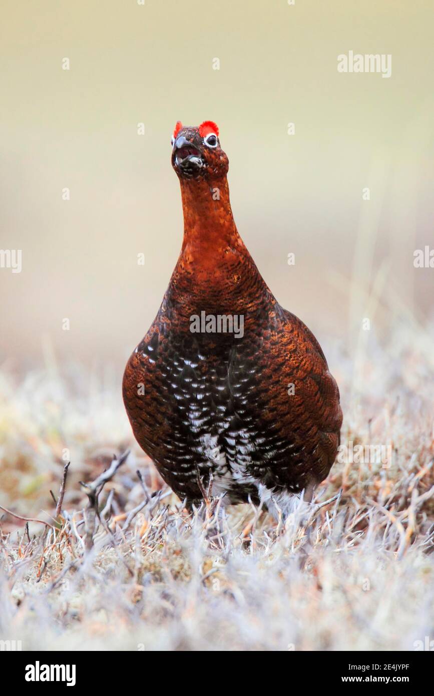 Willow Grouse, Scottish Willow Grouse (Lagopus lagopus scoticus), Red Grouse, Cairngorms NP, Schottland, Großbritannien Stockfoto