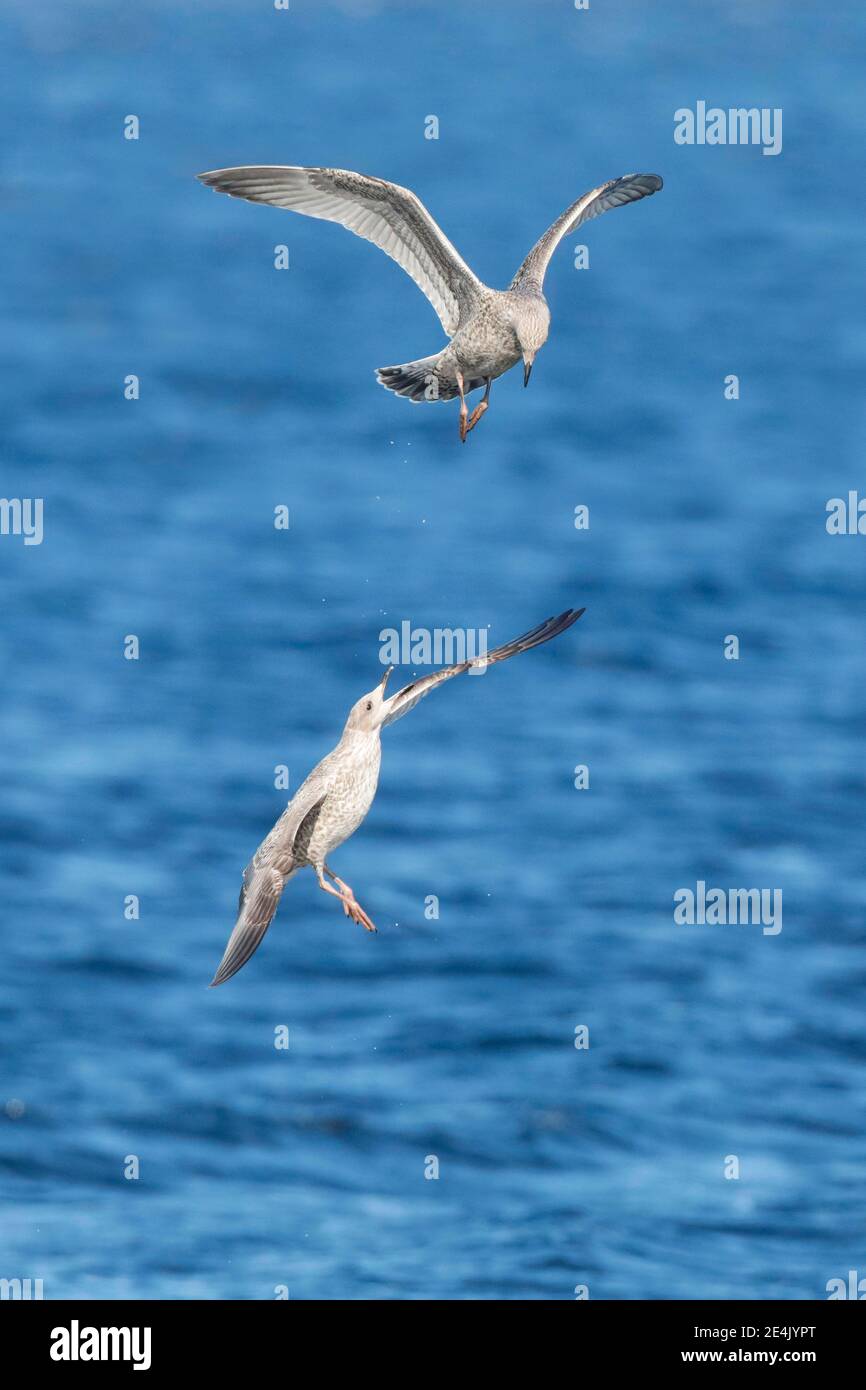 Gelbbeiner Möwe (Larus michahellis), in ihrem ersten Wintergefieder Stockfoto