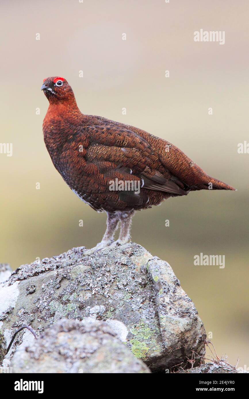 Willow Grouse, Scottish Willow Grouse (Lagopus lagopus scoticus), Red Grouse, Cairngorms NP, Schottland, Großbritannien Stockfoto