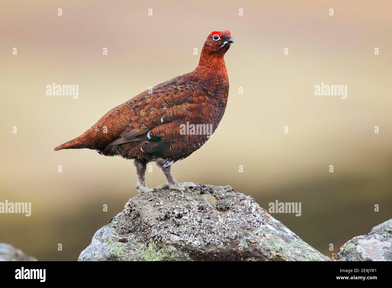 Willow Grouse, Scottish Willow Grouse (Lagopus lagopus scoticus), Red Grouse, Cairngorms NP, Schottland, Großbritannien Stockfoto
