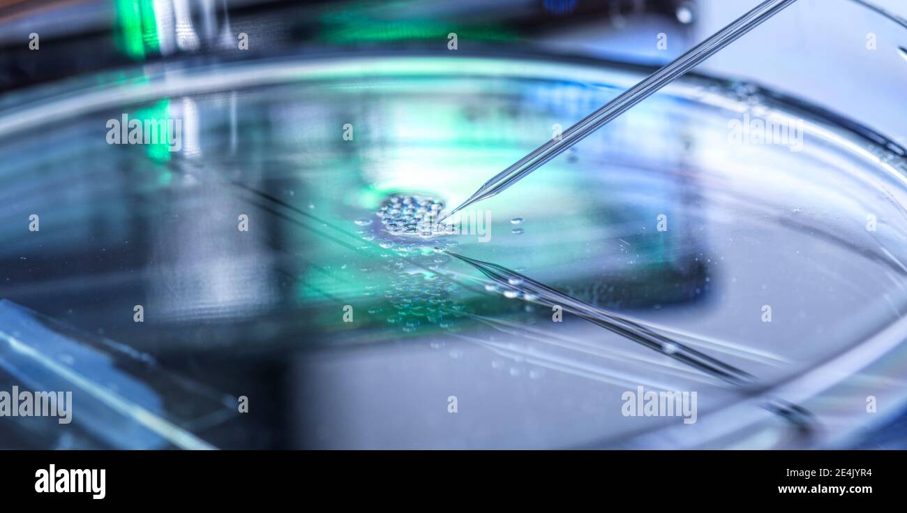 Wissenschaftliche Forschung über den nuklearen Transfer wird an mehreren durchgeführt Embryonale Stammzellen in Petrischale Stockfoto