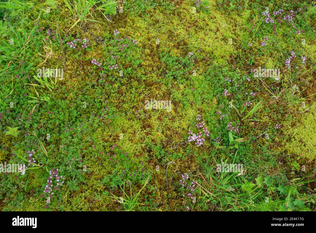 Wilder Thymian, Thymus serpyllum, Schweiz Stockfoto