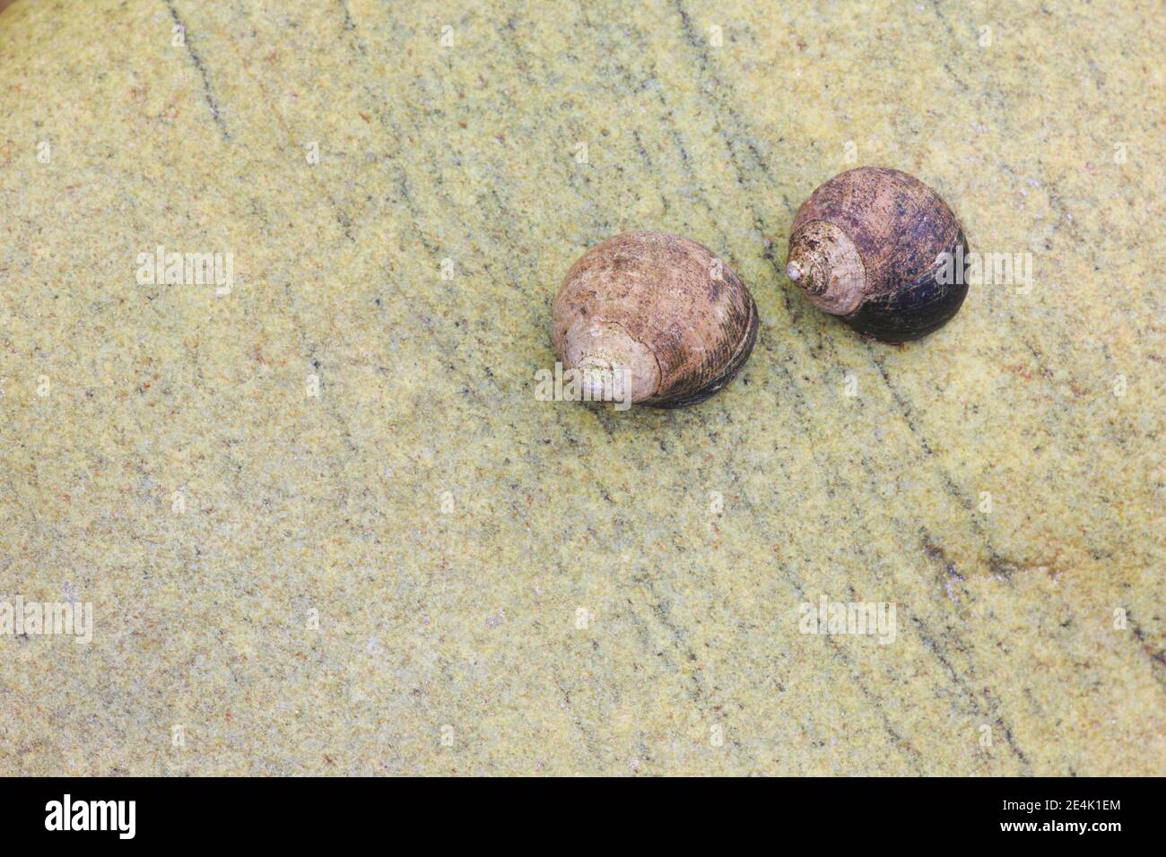 Schneckenschale auf Felsen, Schottland, Großbritannien Stockfoto