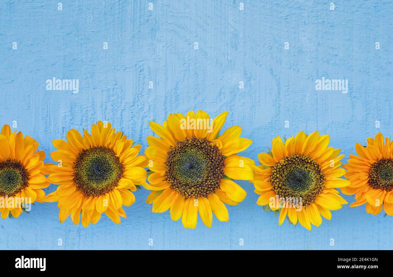Sonnenblumen Dekoration auf Holz, Blumenarrangement Stockfoto