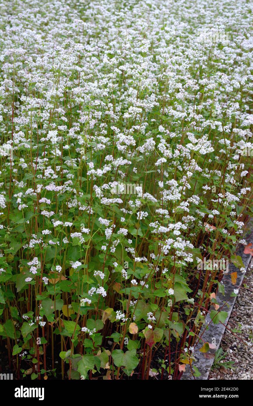 Echter Buchweizen, Polygonum fagopyrum Stockfoto