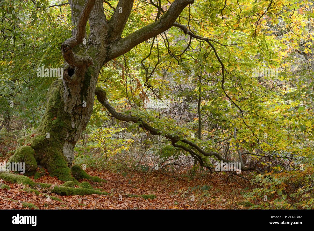 Alte hautenbuche (Fagus sylvatica), Halloh hutenwald bei Albertshausen, Bad Wildungen, Naturpark Kellerwald-Edersee, Hessen, Deutschland Stockfoto