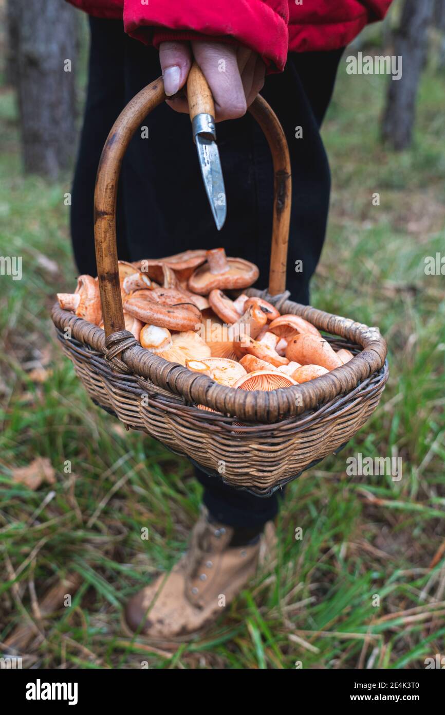 Junge Frau mit Korb von Pilzen und Messer im Wald Im Herbst Stockfotografie  - Alamy