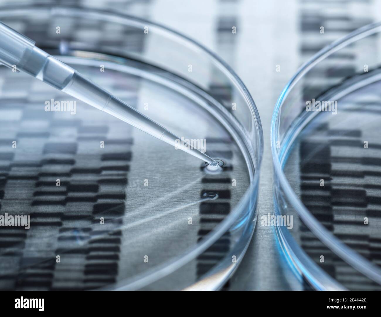 DNA-Probe in Petrischale mit DNA-Testergebnissen testen Im Hintergrund Stockfoto