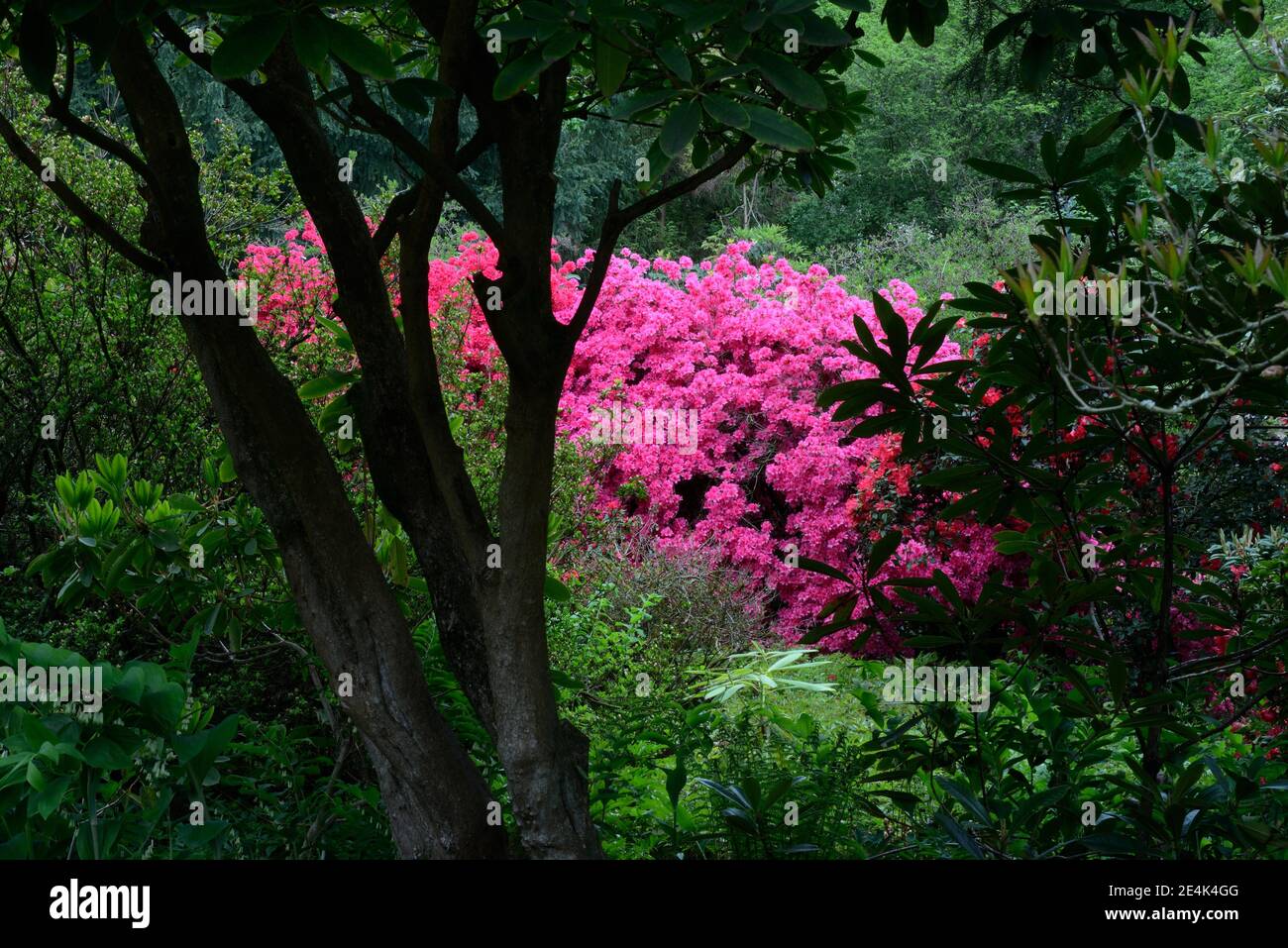 Blühende rosa Azaleen, japanische Azaleen, Rhododendron x obtusum Stockfoto