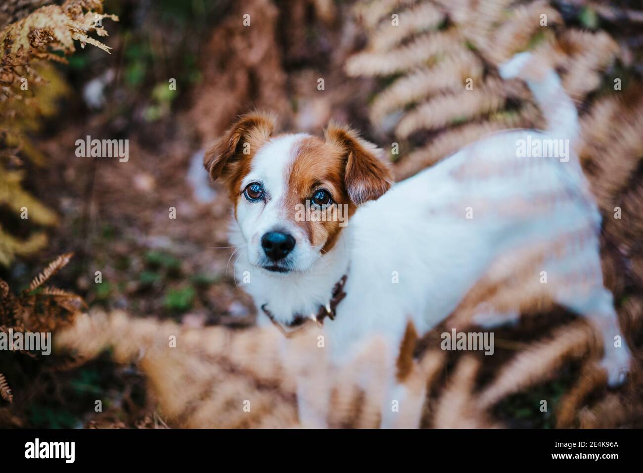 Netter kleiner Hund, der im Herbstwald steht Stockfoto