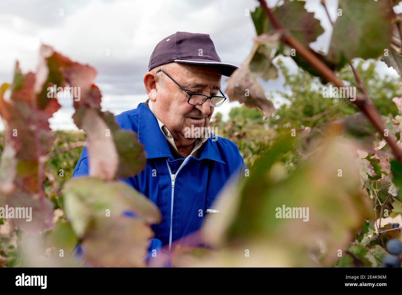 Ältere männliche Bauer Ernte in der Traubenfarm Stockfoto