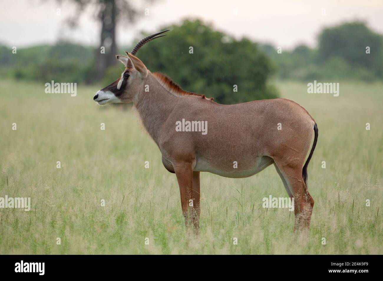 Roan Antelope (Hippotragus equinus). Weiblich. Beide Geschlechter haben scimitarförmige Hörner. Schwarze und weiße Gesichtsmarkierungen. Nasse Jahreszeit gute Fütterungsnahrung Stockfoto