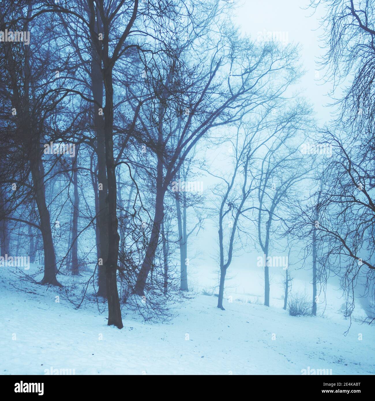Bäume bedeckt mit Schnee am Wald Stockfoto