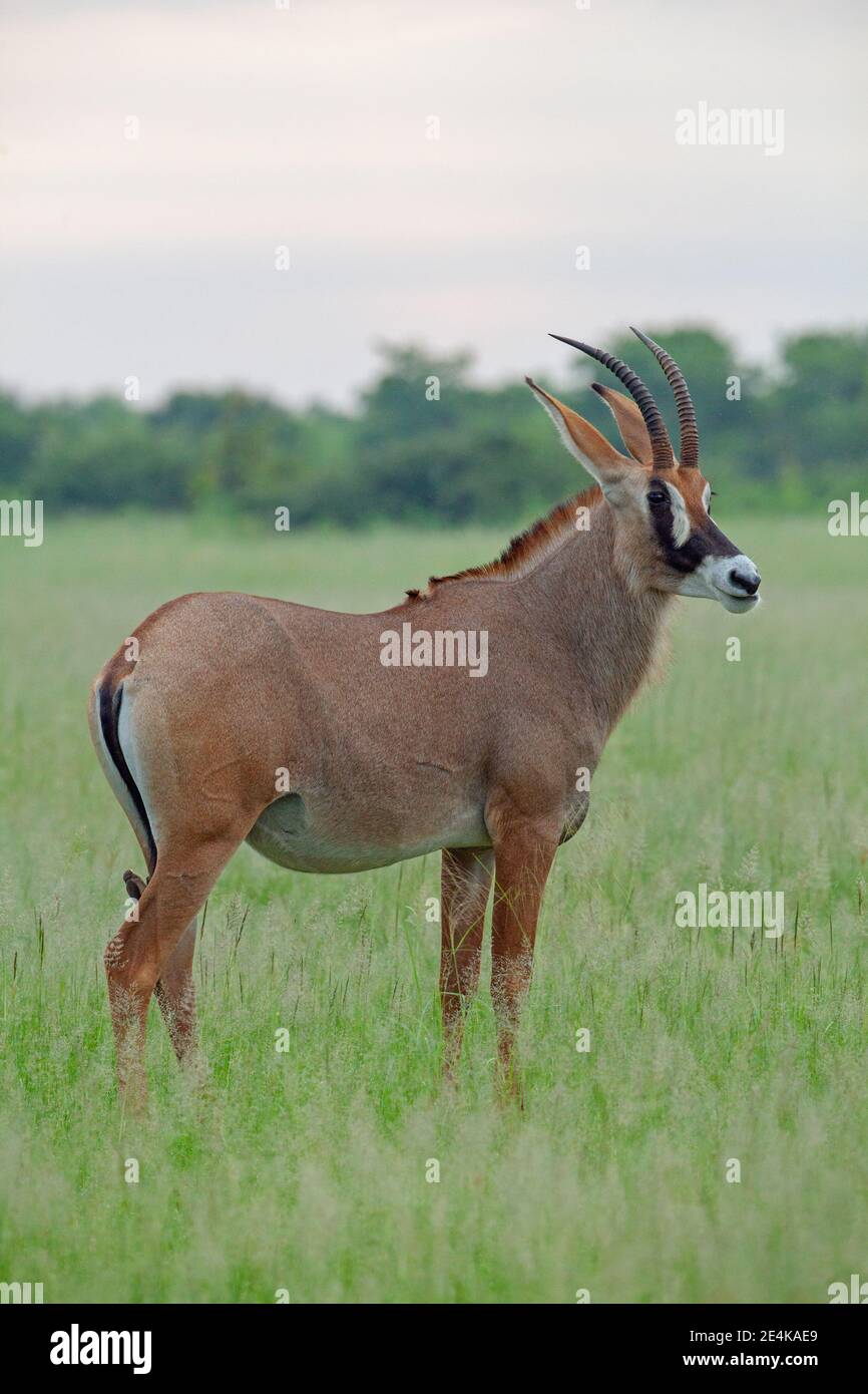 Roan Antelope (Hippotragus equinus). Weiblich. Beide Geschlechter haben scimitarförmige, gerippte Hörner. Schwarze und weiße Gesichtsmarkierungen. Lange Ohren. Mähne Herbivor Stockfoto