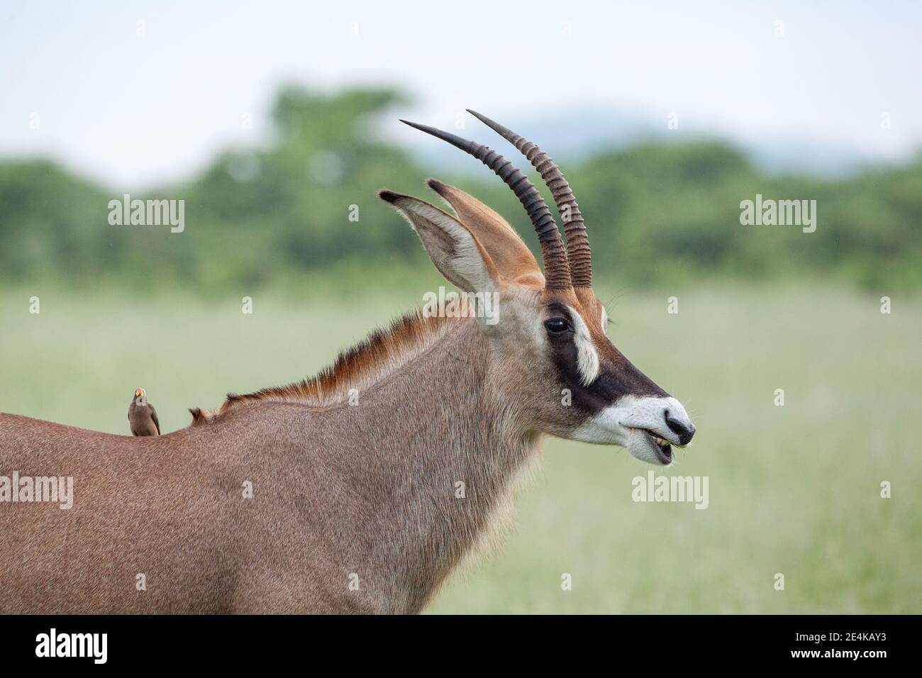 Roan Antelope, Hippotragus equinus. Rotbauch-Oxpeckers Buphagus erythorhynchus, auf ihrer Schulter. Parasiten, Symbiose, Nahrungskette, Botswana. Afrika. Stockfoto