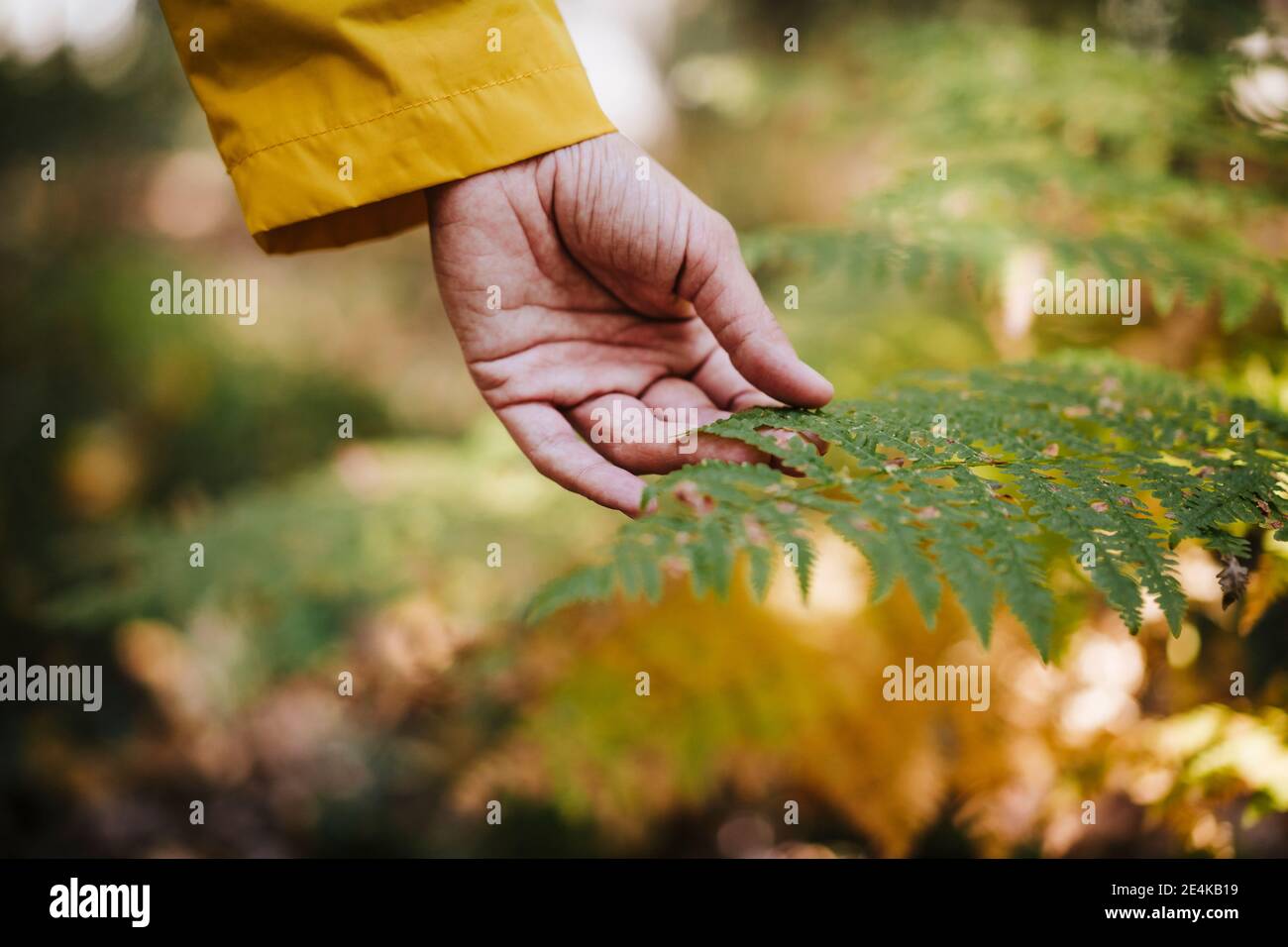 Womans Hand berühren Farn im Wald Stockfoto