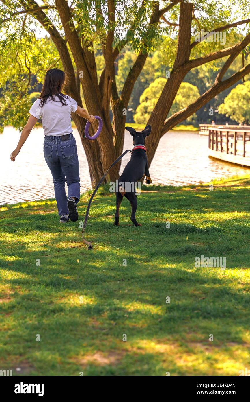 Schlanke Brünette Frau in einem weißen T-Shirt verbringt Zeit mit einem Doberman Soja Hund im Freien. Welpe spielt mit einem Spielzeugring Stockfoto