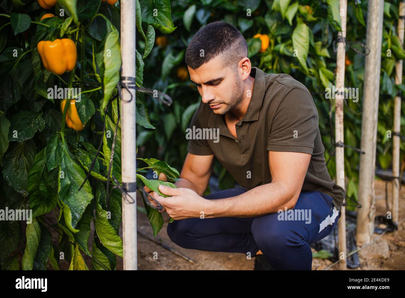 Junge Farmarbeiter Analyse Blatt der gelben Paprika Pflanze Im Gewächshaus Stockfoto
