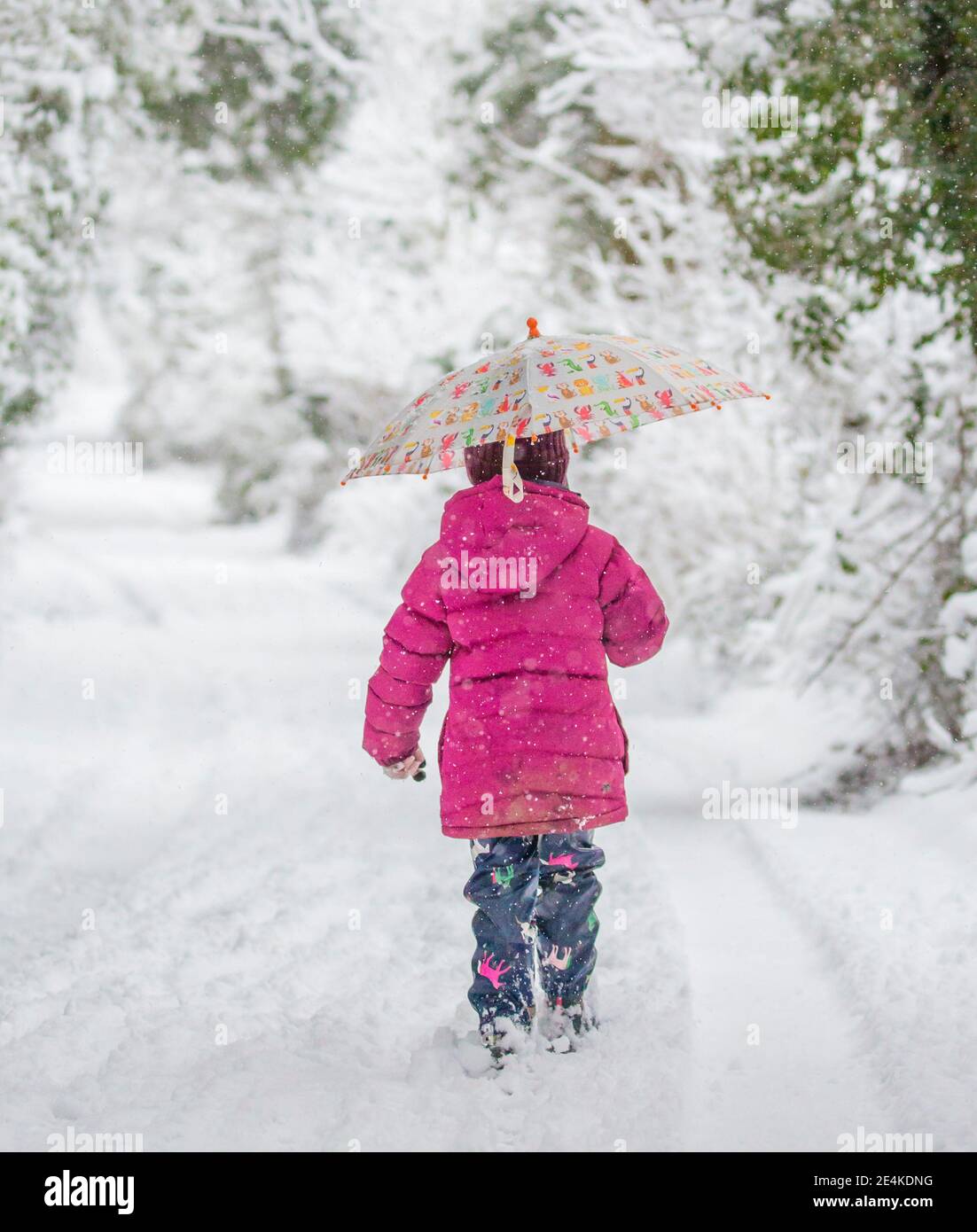 Kidderminster, Großbritannien. Januar 2021. UK Wetter: Am frühen Morgen Schneefall überrascht die Bewohner in Worcestershire mit schweren Schnee verursacht eine Winter Whiteout Decke zwischen den Stunden von 8.00 und 10.00 Uhr. Die kleine Phoebe ist gut eingewickelt und geht mit ihrer Mutter durch und durch in das Winterwunderland. Kredit: Lee Hudson/Alamy Live Nachrichten Stockfoto