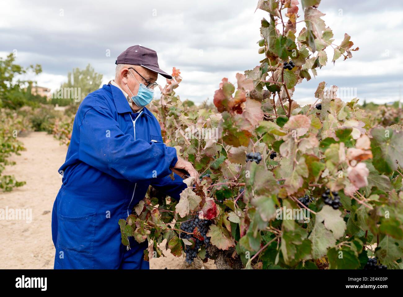 Älterer männlicher Bauer, der während einer Pandemie schwarze Trauben auf dem Bauernhof erntet Stockfoto