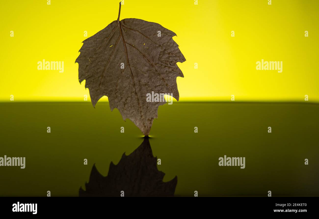 Ein Blatt, das in einen Wasserkörper fällt. Stockfoto