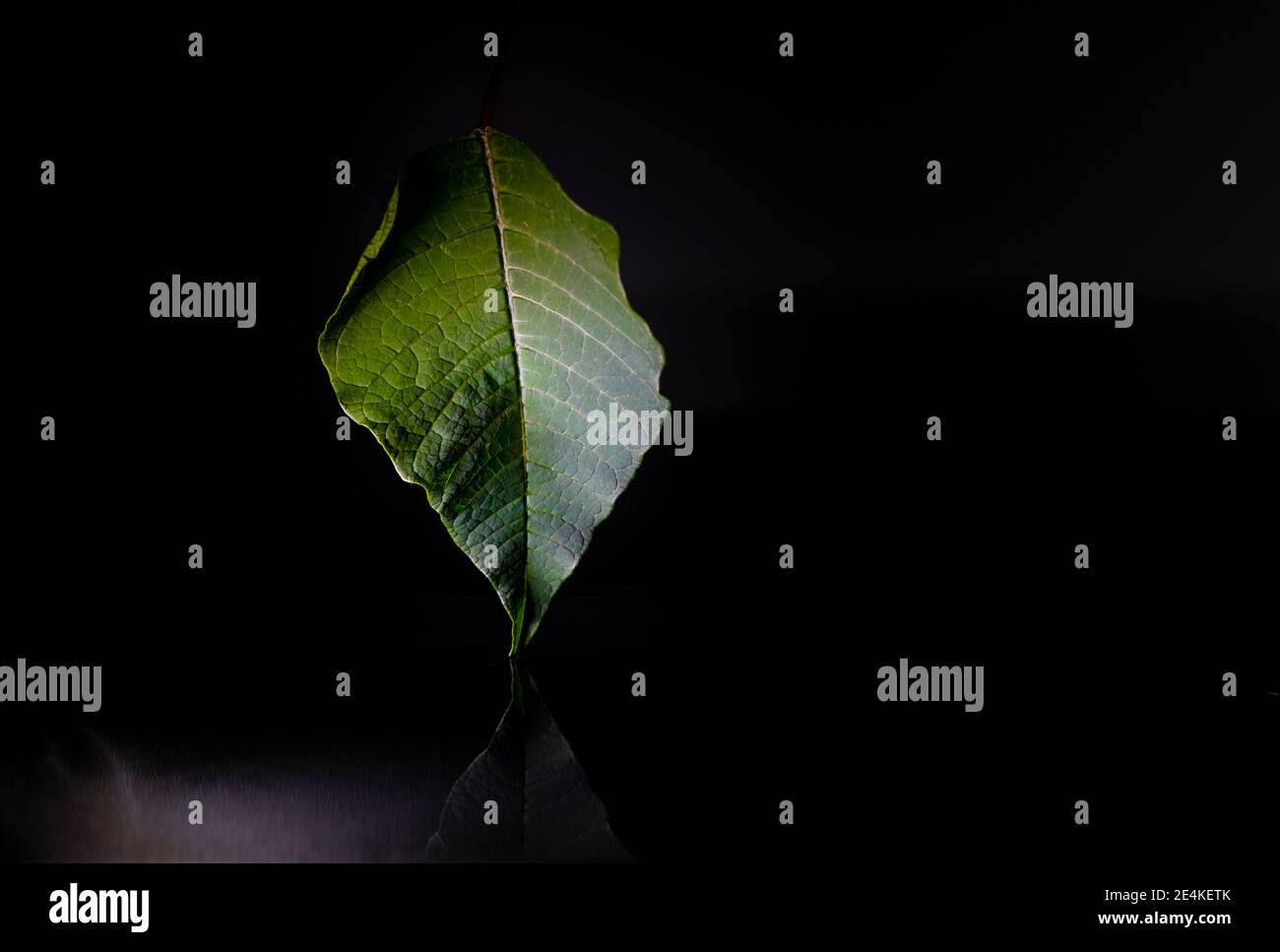 Ein Blatt, das in einen Wasserkörper fällt. Stockfoto