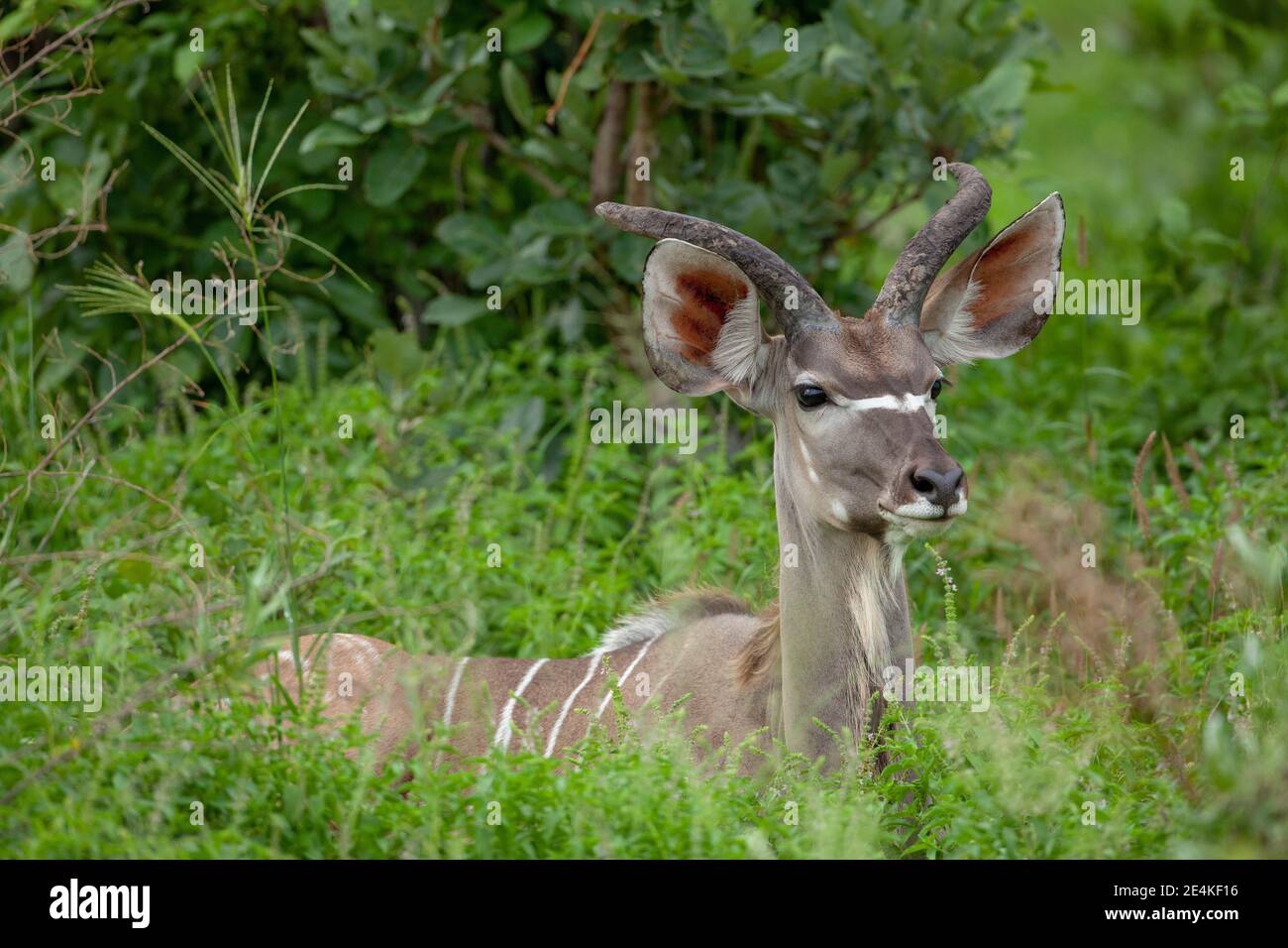 Kudu (Tragelaphus strepsiceros). Männlich. Antilope. Nach vorne zeigend, drei Viertel Umdrehung mit abgenutzten, vernarbten Hörnern. Riesige, weitläufige Ohren, weiße Augen zu Brücke. Stockfoto