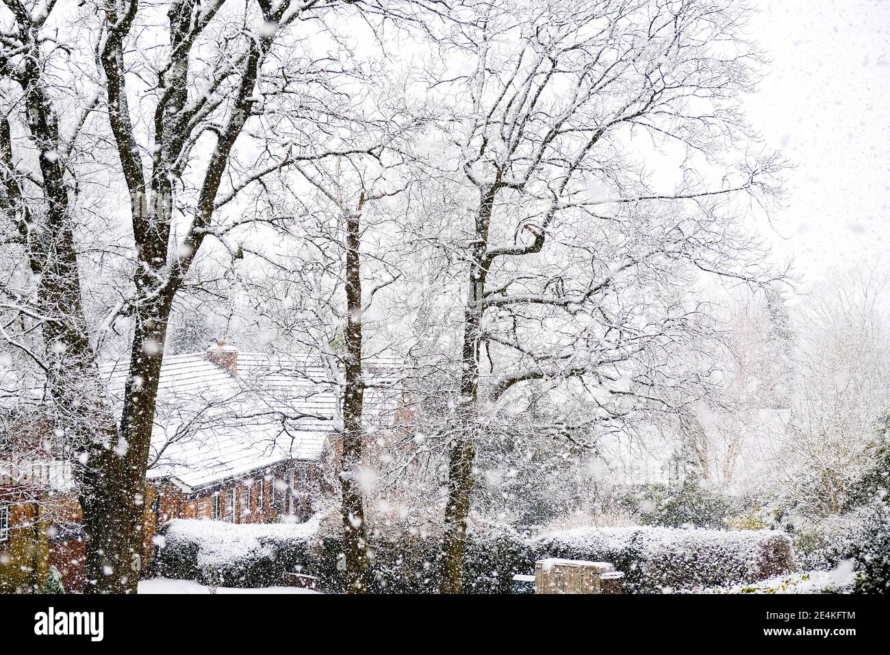 Epsom Surrey London, 24 2021. Januar, frischer Schnee fällt in LÄNDLICHER Umgebung an EINEM kalten Wintertag ohne Menschen Stockfoto