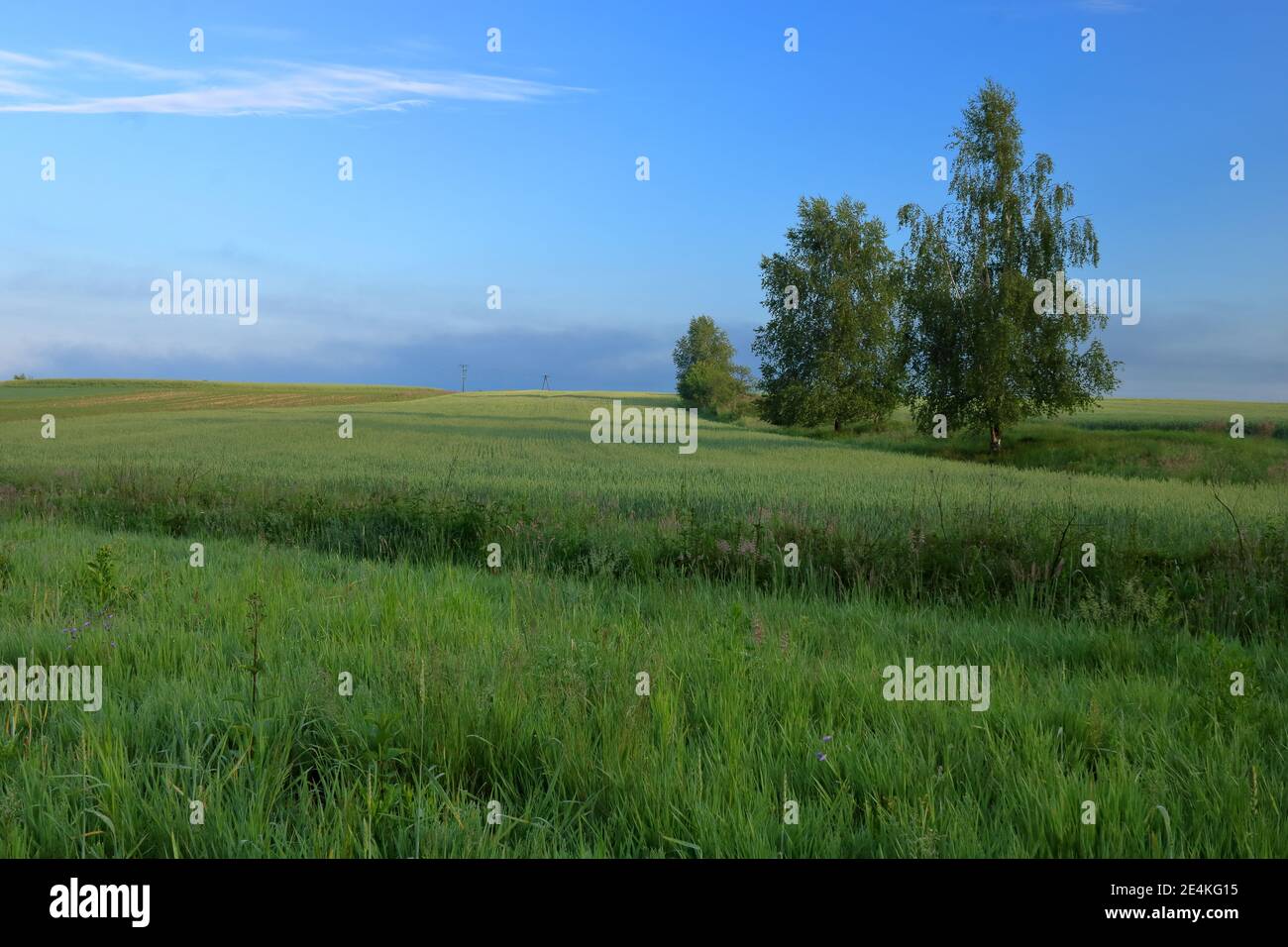 Schöne polnische Landschaft, grünes Wiesenfeld, Bäume, Horizont, blauer Himmel, Frühjahrssaison. Stockfoto