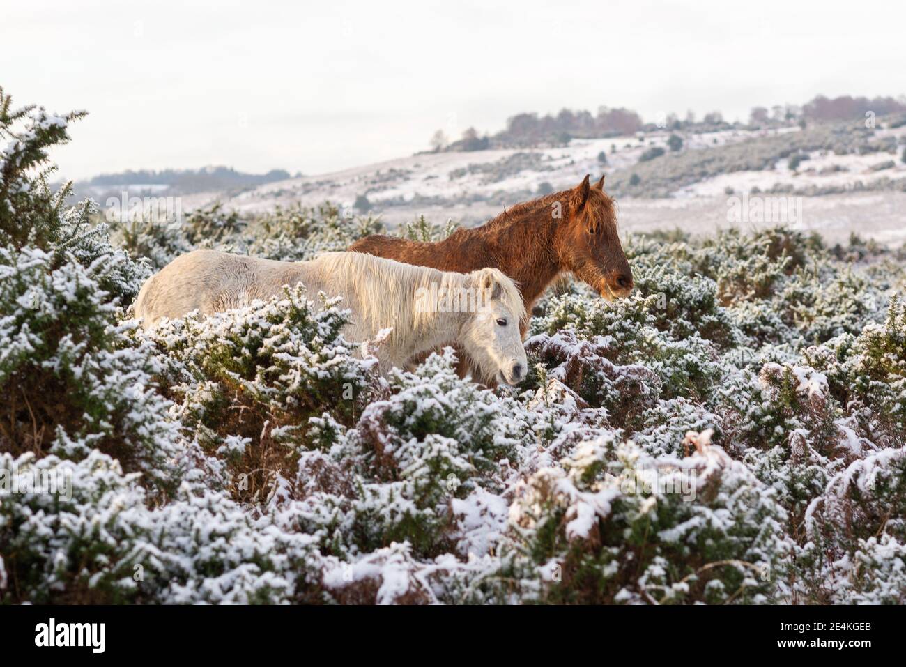 DAISY REIN Stoppt Ponys Essen Gras Tarnung Pfotenmuster Netz