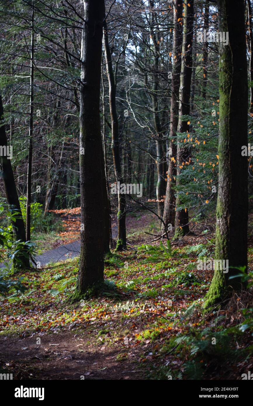 Die Wälder rund um die Ruinen von Blayney Castle. Castleblayney, co. Monaghan, Irland Stockfoto