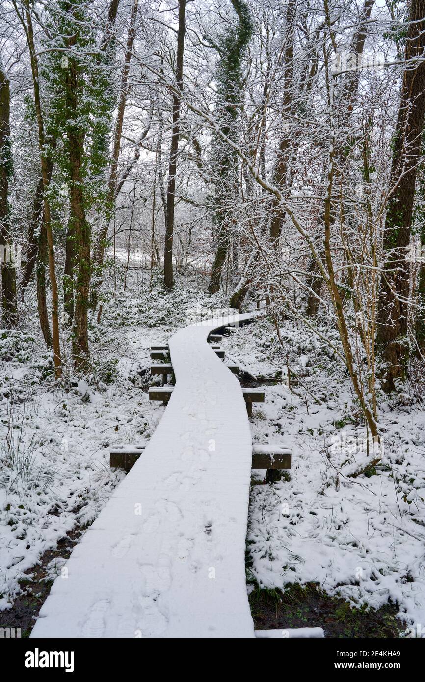 Ein erhöhter Holzweg durch das Naturschutzgebiet Coed y Bedw im Schnee, Januar 2021, Pentyrch bei Cardiff, South Wales Stockfoto