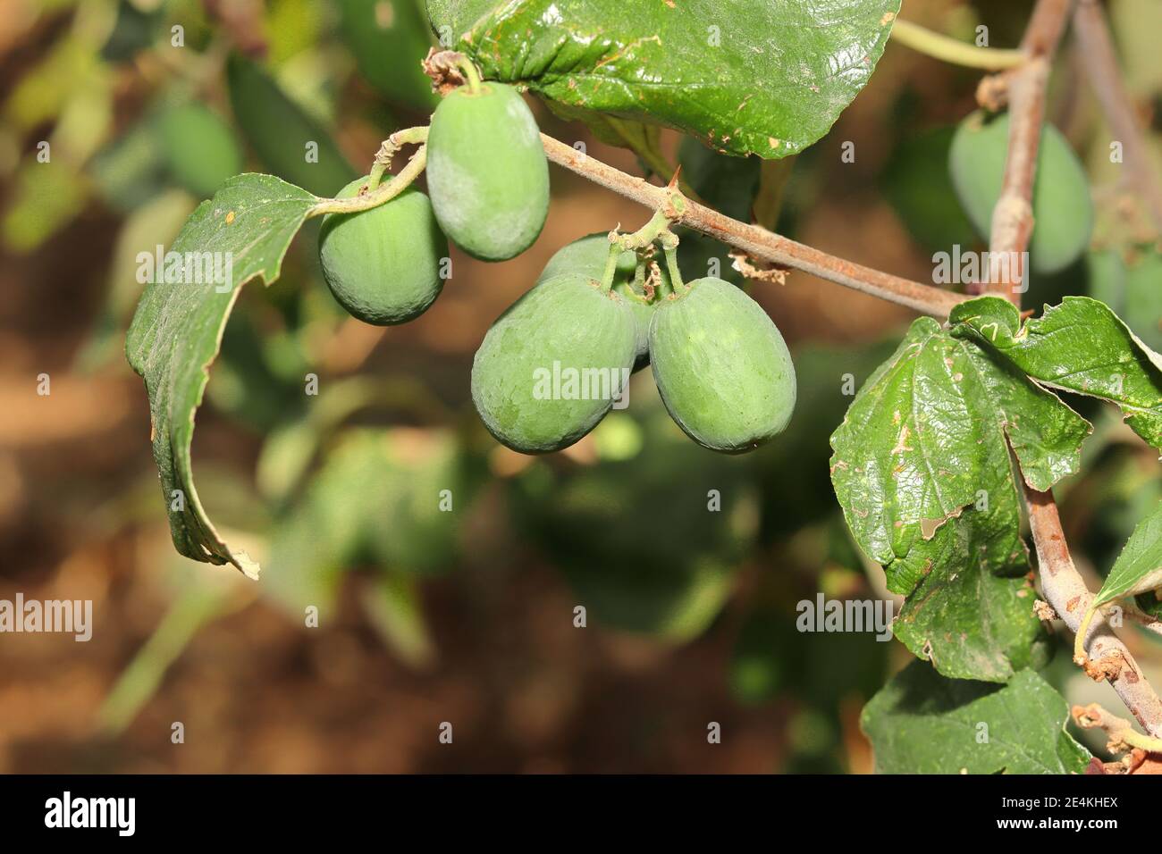 Frische Ziziphus mauritiana Baum mit Früchten, indischer Apfel (Ziziphus mauritiana) oder Putsa Frucht (einige nennen es Futsa oder phutsa), in Englisch Putsa ist c Stockfoto