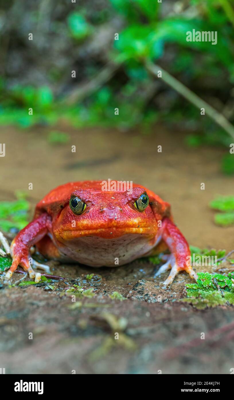 Roter tomatenfrosch Fotos und Bildmaterial in hoher Auflösung Alamy
