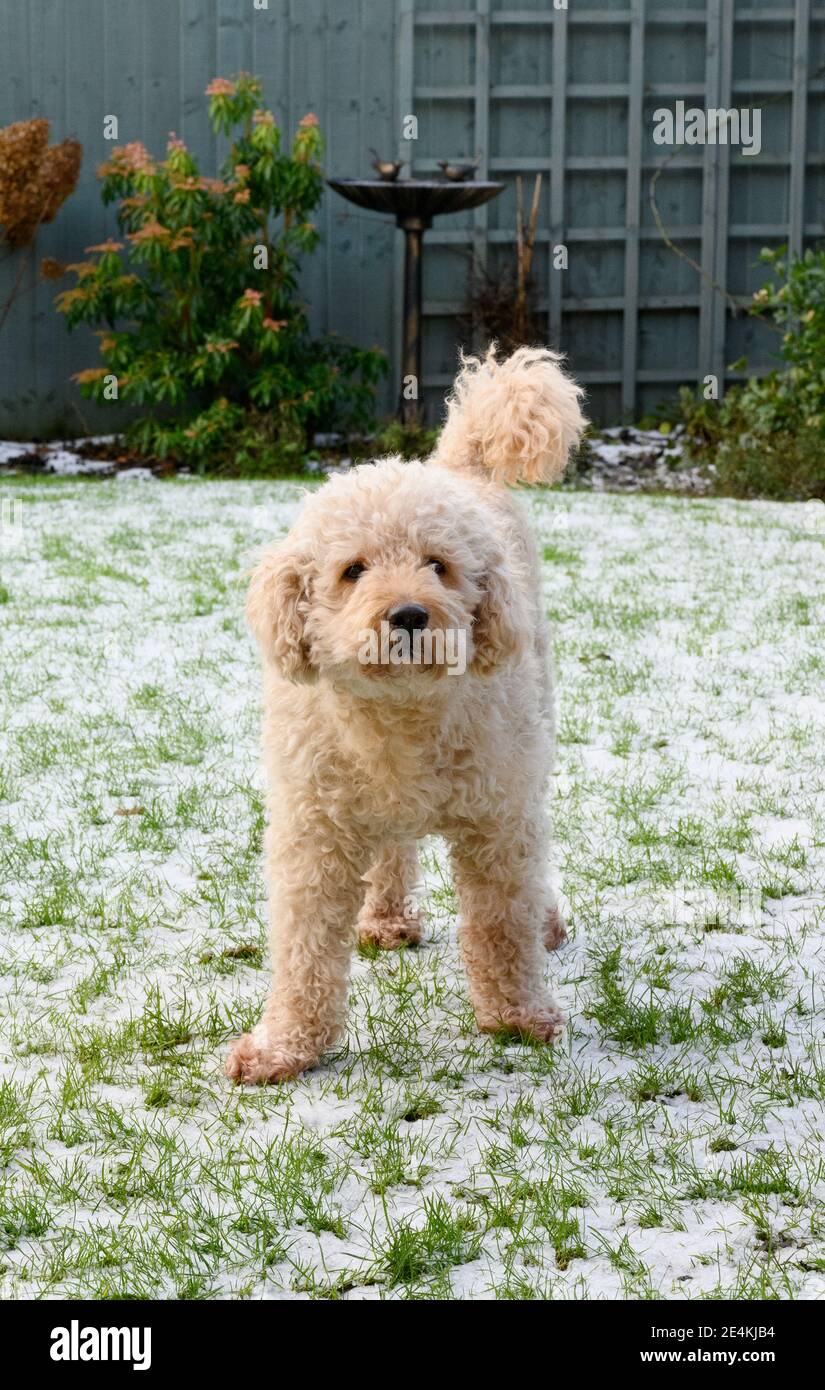 Schöner beigefarbener Labradoodle Hund, der auf schneebedecktem Gras in einem Garten steht und direkt auf die Kamera schaut Stockfoto