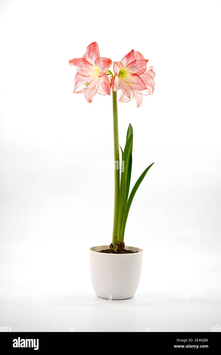 Nahaufnahme einer rosa-weißen Amaryllis-Pflanze, fotografiert vor einem schlichten weißen Hintergrund. Die Amaryllis Sorte wird Apfelblüte genannt Stockfoto