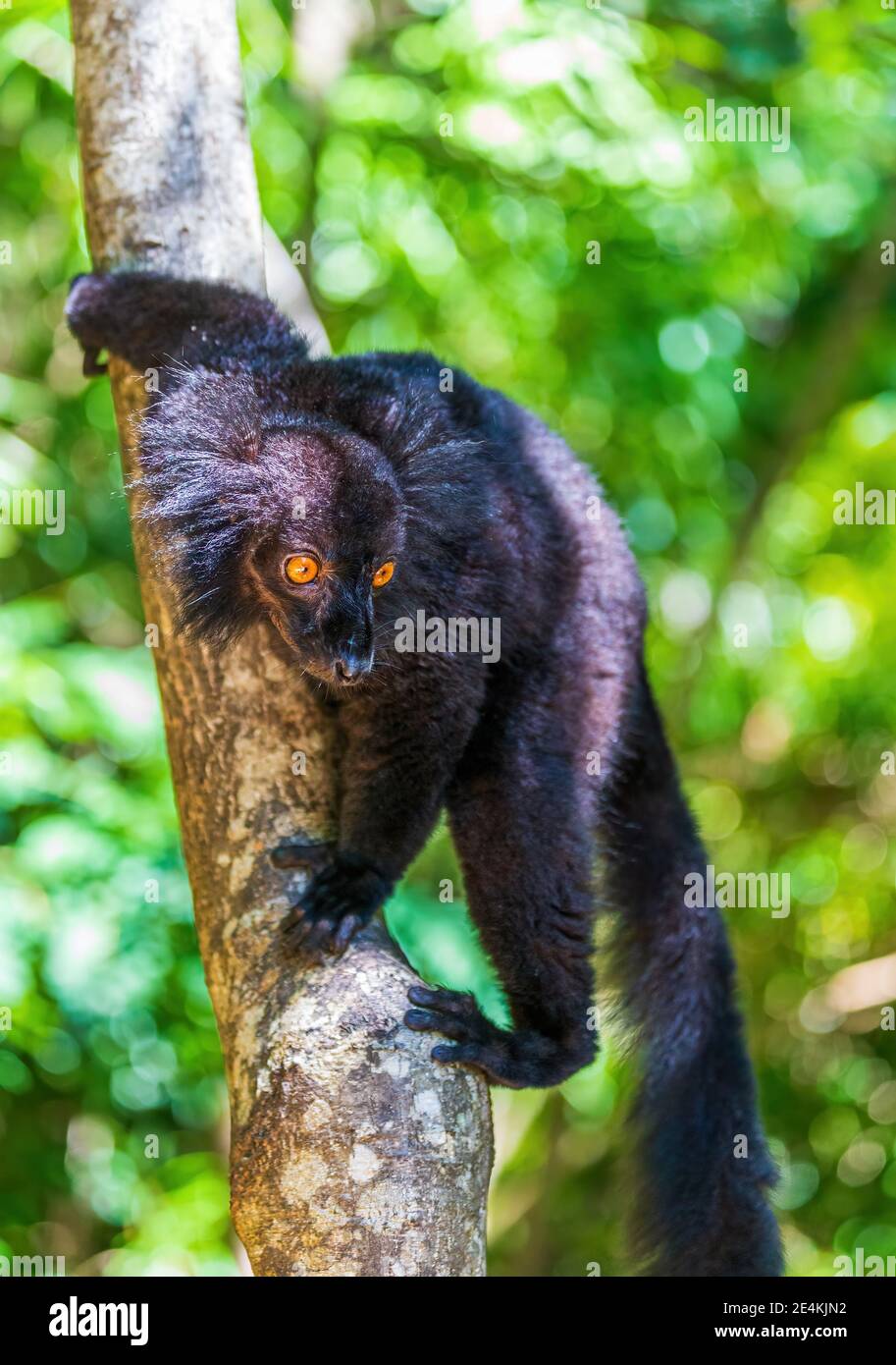 Schwarzer Lemur (Eulemur macaco) auf einem Baum Stockfoto
