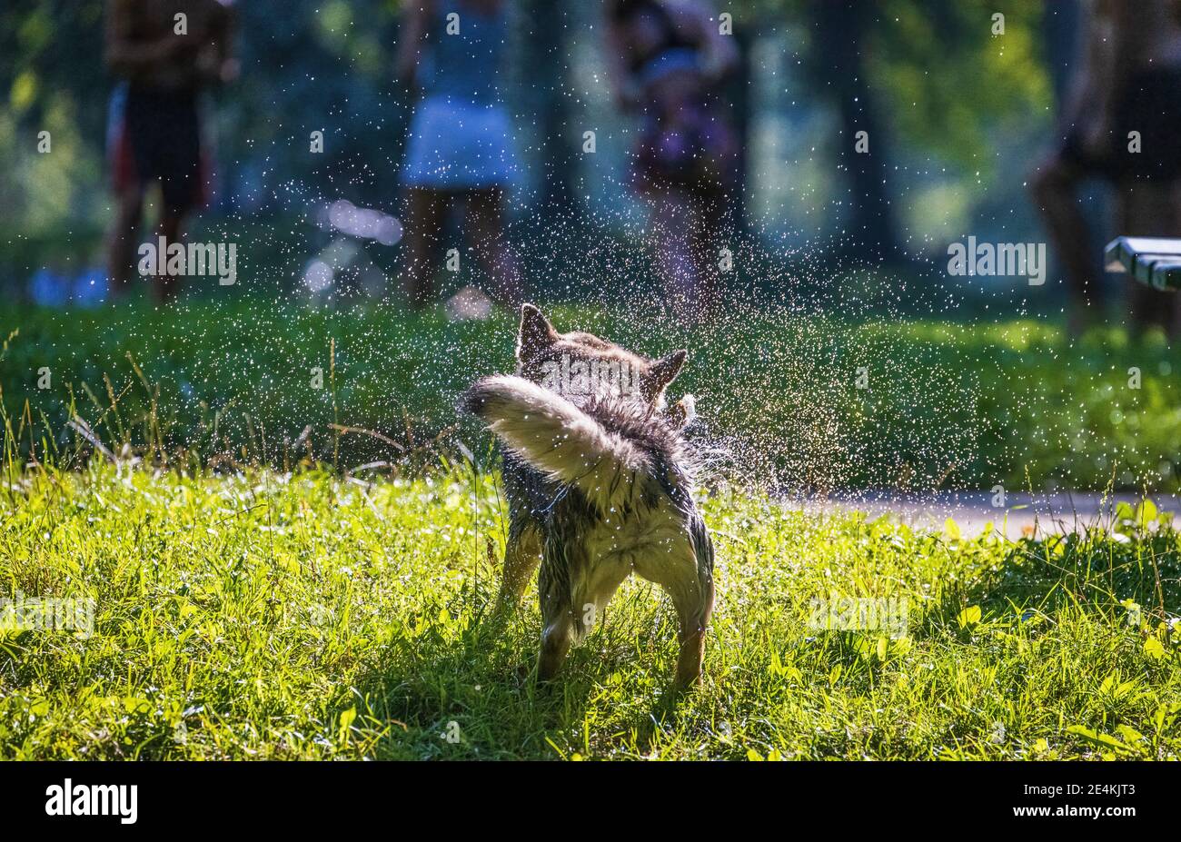 Nasser Hund schüttelt Wasser ab Stockfoto