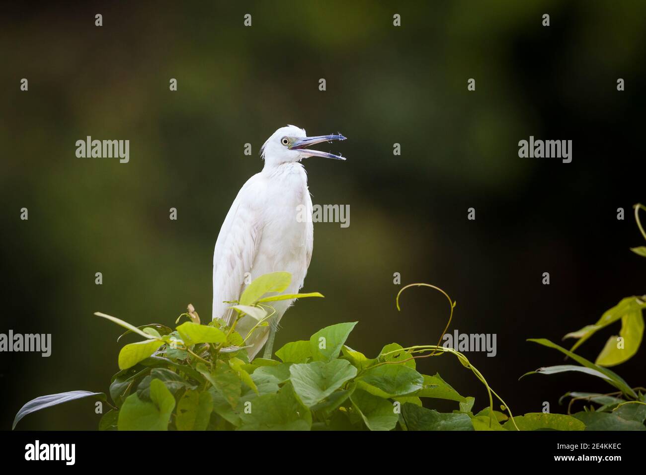 Jugendlicher Blaureiher, Egretta caerulea, neben Rio Chagres, Nationalpark Soberania, Provinz Colon, Republik Panama. Stockfoto