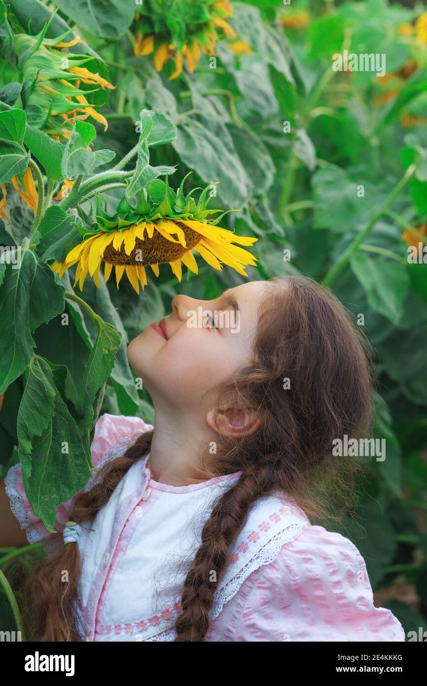 Nettes kleines Mädchen spielen mit Sonnenblume im Sommerfeld Stockfoto