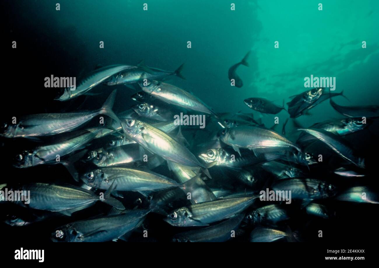 Makrele (Trachurus trachurus) Schwarm schwimmt in der Nähe der Oberfläche, Großbritannien. Stockfoto